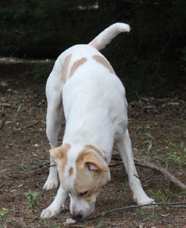 Toby cane un po’ timoroso, adozione responsabile Foto 4